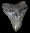 Sharp Megalodon Tooth - South Carolina #34358-1